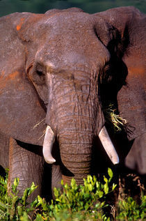 Elephant Tanzania Africa von Panoramic Images