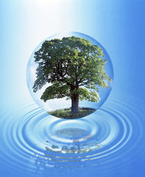 A clear sphere with a full tree floats over a large water ring with reflection by Panoramic Images