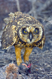 Close-up of a Short-Eared owl (Asio flammeus) with a Storm petrel in its claws von Panoramic Images