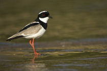 Close-up of a Ringed plover (Charadrius hiaticula) by Panoramic Images