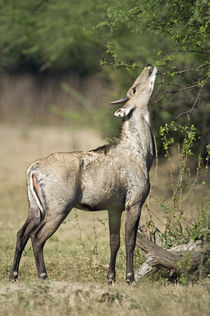 Nilgai (Boselaphus tragocamelus) feeding on tree leaves in a forest von Panoramic Images