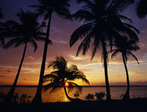 Silhouette of palm tree on the coast at sunrise by Panoramic Images