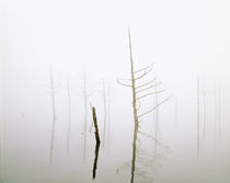 Bare trees in a lake, Megam, Nagano Prefecture, Japan von Panoramic Images
