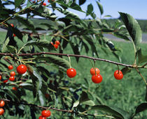 USA, New York, Sodus County, Sodus Bay Area, Cherries on a tree von Panoramic Images