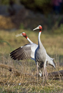 Close-up of two Sarus cranes (Grus antigone) by Panoramic Images