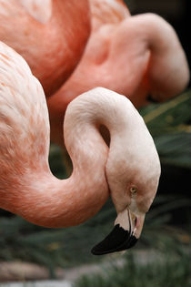 Flamingos Posing for the Camera by Eye in Hand Gallery