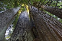 Low-Angle View Of Redwood Trees by Panoramic Images