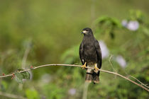 Snail kite (Rostrhamus sociabilis) perching on a branch by Panoramic Images