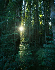 Low angle view of sunstar through redwood trees von Panoramic Images