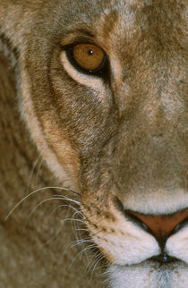 Lioness Close-Up Tanzania Africa by Panoramic Images