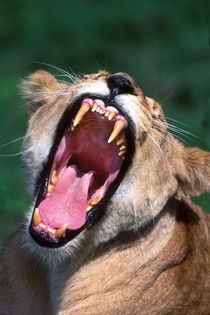 Lioness Tanzania Africa by Panoramic Images