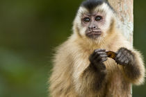 Close-up of a Brown capuchin (Cebus apella) by Panoramic Images