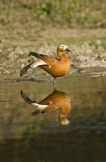Close-up of a Ruddy shelduck (Tadorna ferruginea) in water by Panoramic Images