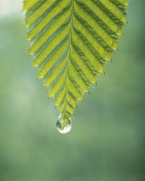 Dew drop on a leaf by Panoramic Images