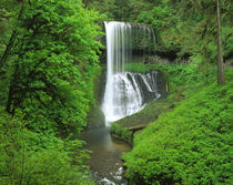 USA, Oregon, Silver Falls State Park, Waterfall in the rainforest by Panoramic Images