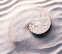 Shell spiraling into wavy sand pattern by Panoramic Images