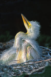 Close-up of a Great Egret (Ardea alba) chick, USA von Panoramic Images