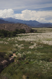 Plants in a field, El Carmen, Calchaqui Valleys, Salta Province, Argentina von Panoramic Images