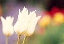 Close-up of tulip flowers by Panoramic Images