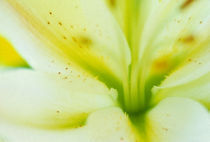 Details of a flower by Panoramic Images