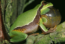 Pine Barrens Treefrog (Hyla Andersoni) On Branch by Panoramic Images