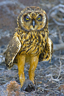 Close-up of a Short-Eared owl  von Panoramic Images