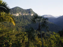 High angle view of a forest on a mountain range, Maya Mountains, Belize by Panoramic Images