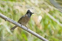 Red-Vented bulbul (Pycnonotus cafer) perching on a tree von Panoramic Images