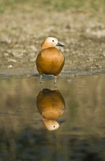 Close-up of a Ruddy shelduck (Tadorna ferruginea) in water by Panoramic Images