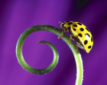 Side view close up of yellow ladybug sitting on a green curlicue shaped leaf by Panoramic Images