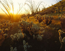 USA, Arizona, Sonoran Desert, Ocotillo and teddy bear cholla by Panoramic Images