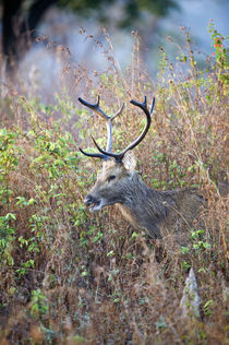 Swamp deer (Rucervus duvaucelii) in a forest by Panoramic Images