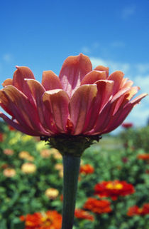 Low angle view of zinnia flower (Zinnia elegans) blooming, close up. by Panoramic Images