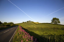 Valerian Wildflowers at the Roadside, Near Strangford, County Down, Ireland by Panoramic Images