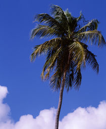 Puerto Rico, Vieques Island, Sun Bay Beach, Low angle view of a palm tree by Panoramic Images