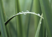 Dew drops on grass by Panoramic Images