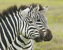 Close-up of two zebras von Panoramic Images