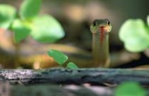 Eastern garter snake (Thamnophis sirtalis-sirtalis) in underbrush by Panoramic Images