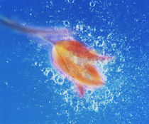 Yellow and peach tulip and bubbles under blue water by Panoramic Images