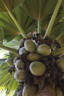 Low angle view of a Coco de Mer (Lodoicea maldivica) palm tree  by Panoramic Images