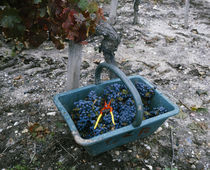High angle view of a basket full of grapes in a vineyard von Panoramic Images