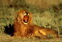 Roaring Lion Tanzania Africa von Panoramic Images