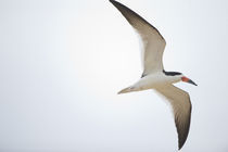 Black skimmer (Rynchops niger) in flight by Panoramic Images