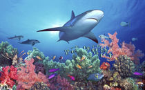 Low angle view of a shark swimming underwater, Indo-Pacific Ocean von Panoramic Images