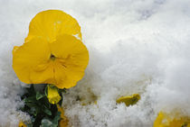 Yellow pansy flower blossom in spring snow. by Panoramic Images