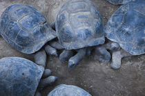 High angle view of Aldabra Giant tortoise  von Panoramic Images