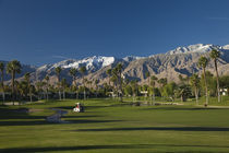Palm trees in a golf course by Panoramic Images