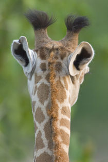 Close-up of a Masai giraffe by Panoramic Images