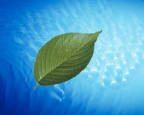 Single green leaf above blue water with lights by Panoramic Images