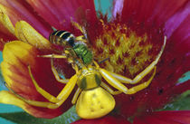 Goldenrod crab spider (Misumena vatia) with bee in blooming flower by Panoramic Images